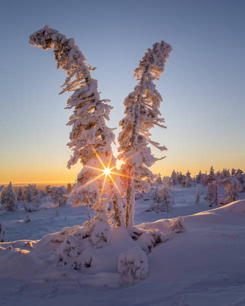 istock Sunshine peeking through snowy trees in a winter field 2140285796