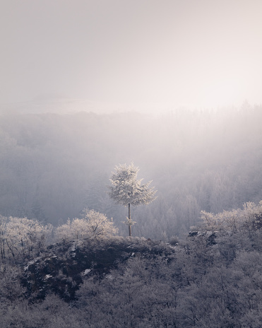 A tree in a frost-covered forest on a misty winter day