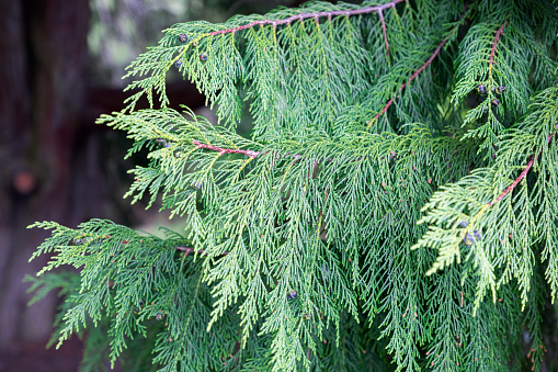 A detailed close-up of evergreen foliage captures the essence of coniferous trees, with needle-like leaves creating a dense, textured backdrop