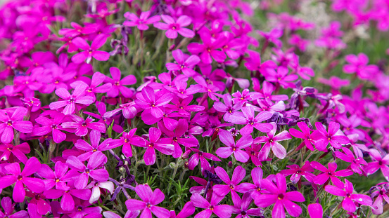 A vivid macro photo of Phlox subulata, also known as Moss Phlox, showcasing a sea of bright pink flowers (selective focus)