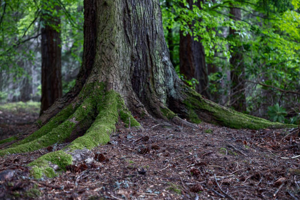 istock In a serene Scottish forest, moss drapes over the sprawling roots of a majestic tree, symbolizing endurance and natural beauty. The ground, littered with pine cones 2140288593