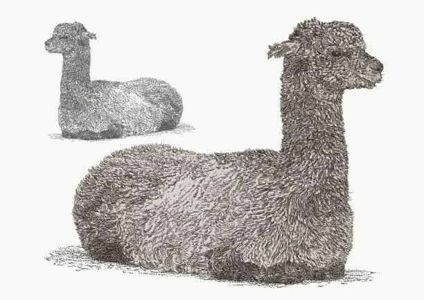 Vector illustration of Alpaca Seated