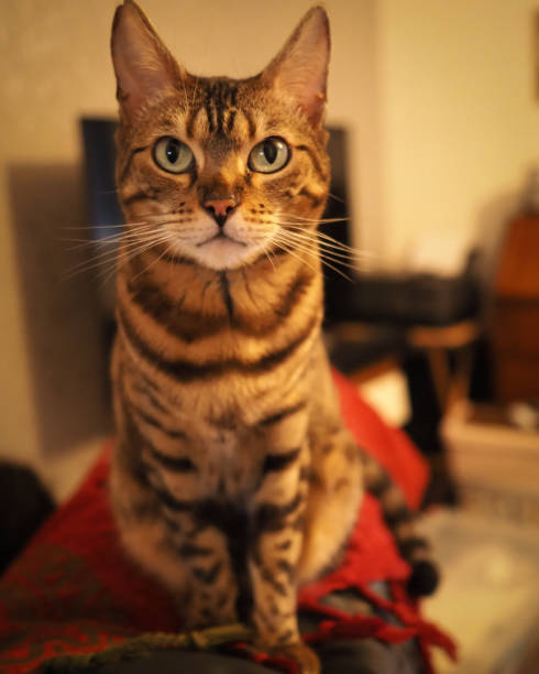 istock Cute pure breed pet Bengal cat indoors 2140309507