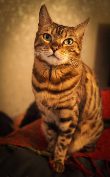 istock Cute pure breed pet Bengal cat indoors 2140309516