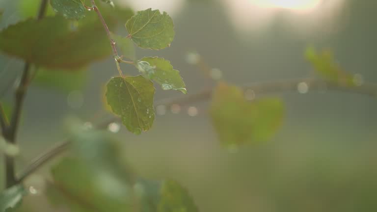 Morning light filters softly through dew on leaves in a serene forest. Verdant foliage glistens with water droplets.