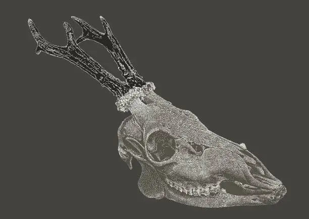 Vector illustration of Deer Skull