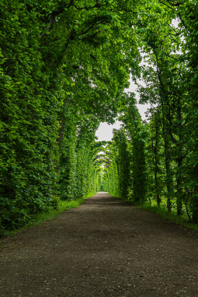 Alleyway in the springtime surrounded by lush greenery.