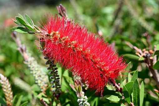 When spring comes,Callistemon rigidus stiffbottle brush(Red melaleuca) bloom.