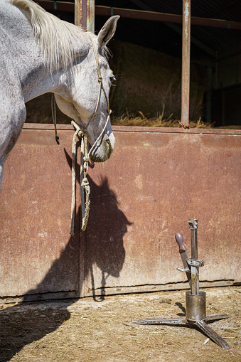 A tethered horse waits beside the farrier's tools to be shoed in the sunshine.