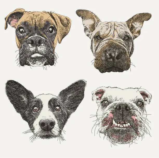Vector illustration of Dog Faces: Boxer, Bulldog, Jack Russel, Star-Pei,
