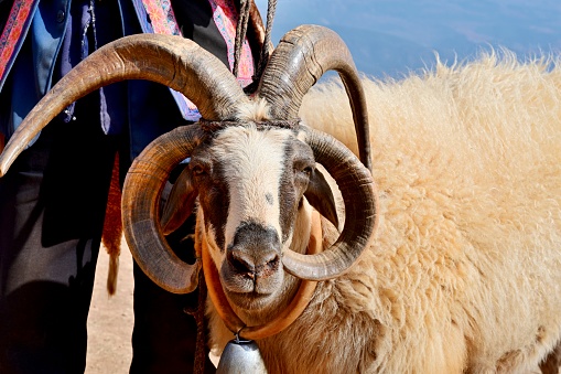 This is a Sheep with four horns, probably caused by a genetic mutation.