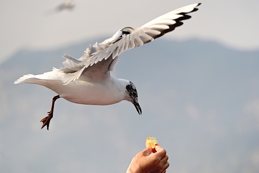 China,Yunnan,Kunming,Dianchi lake.
Tens of thousands of blackheaded gulls fly to Kunming from Siberia to spend the winter each year.
Black-headed gulls flew under and over,
This scene is very magnificent.