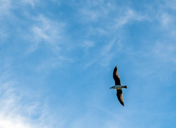 istock Seagull flying over the clouds in the blue sky 2140346658
