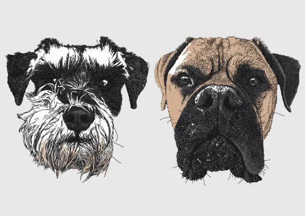 Vector illustration of Dog Faces:  Miniature Schnauzer, Bull mastiff