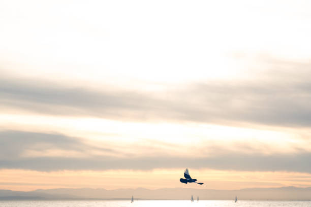 Dove flies under silver sea at sunset