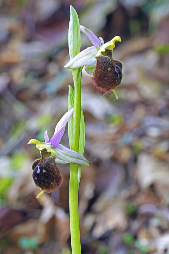 late spider orchid plant in full bloom, close up, Ophrys holoserica, Orchidaceae