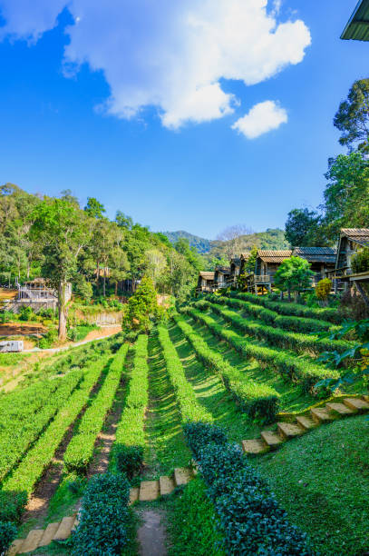 istock Tea plantation on high mountain with natural view 2140356672