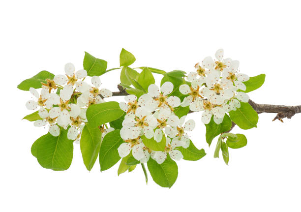 Pyrus communis, the common pear, is a species of pear native to central and eastern Europe, and western Asia