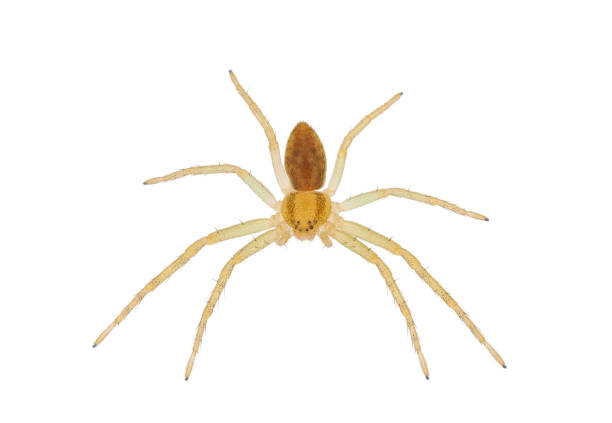 Crab spider isolated on white background, Philodromus albidus