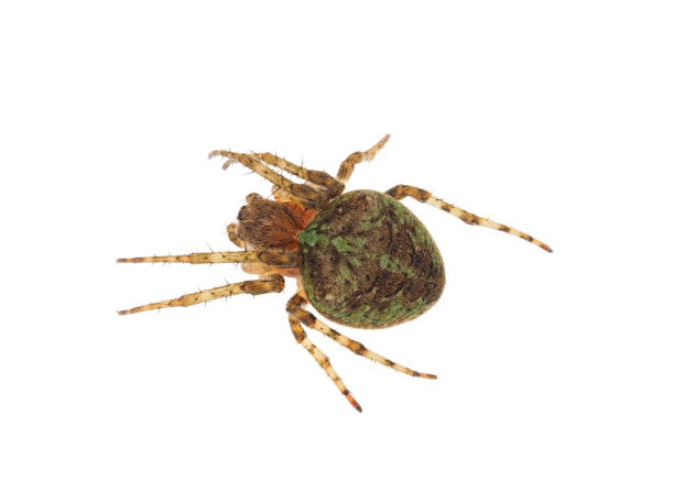 Gibbaranea is a genus of orb-weaver spiders first described by Allan Frost Archer in 1951