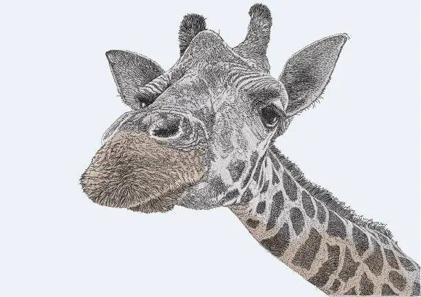 Vector illustration of Giraffe