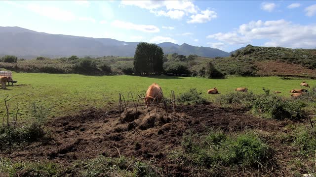 Large cow eating straw with livestock