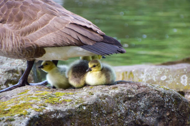 Canada goslings shelter under their mother next to a pond in a park in Germany