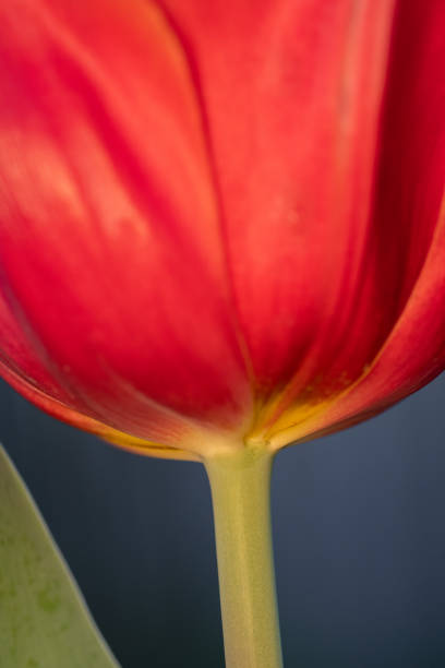 istock Abstract image of a red tulip 2140420375