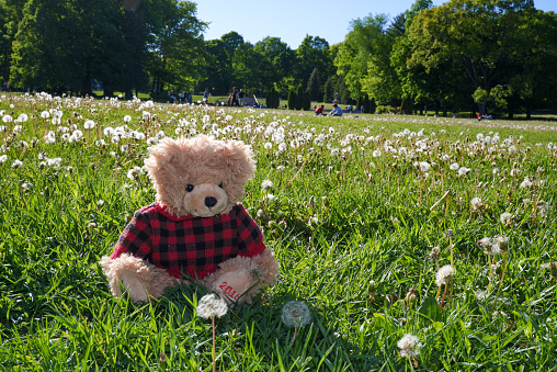 Lost teddy bear toy sitting  on playground floor in gloomy day,Lonely and sad brown bear doll sitting alone in the park, Lost toy or Loneliness concept,International missing Children day