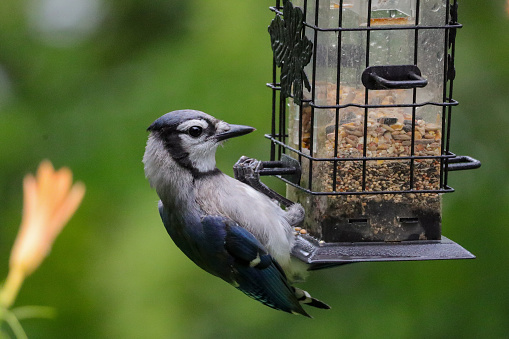 A blue jay feeding from a bird feeder outdoors