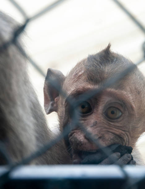 istock Baby Macaque Monkey Behind A Wire Fence 2140439030