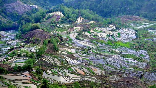 istock Hani rice terraces, Yuanyang, China 2140450036