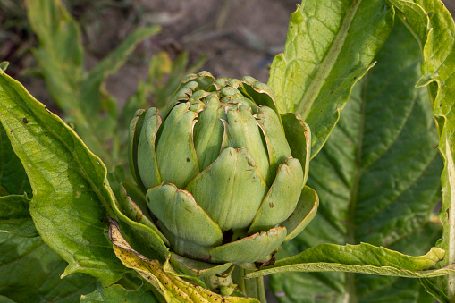 A vertical close-up shot of a fresh, large green artichoke