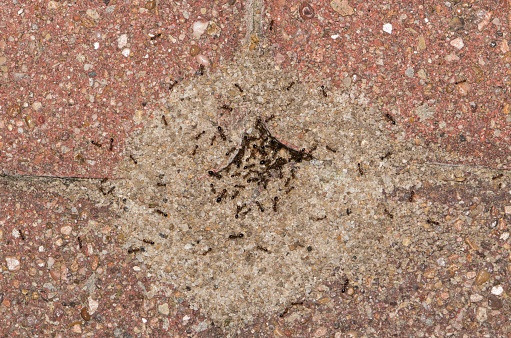 Pavement ants nest mound (Tetramorium immigrans) insects in paving stones, directly above nature pest control macro.