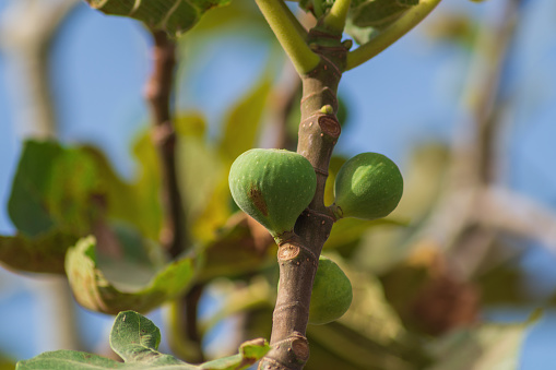 Young small green fig fruits in the process of growth and ripening close-up against blue sky on a sunny summer day. Nature's Gifts for Feeding Living Organisms and Spreading on Earth.