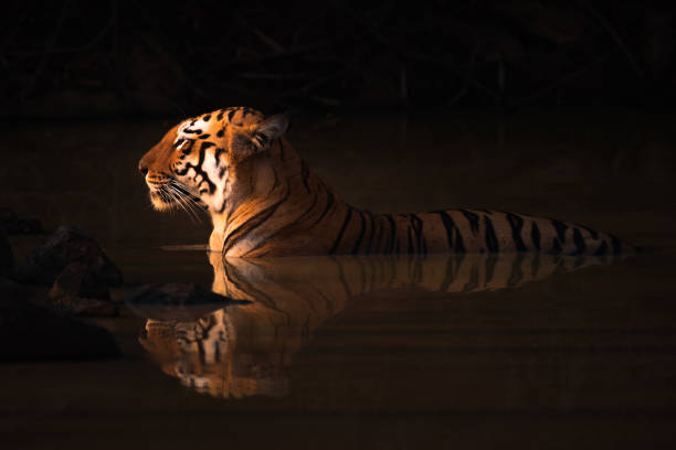 Bengal tiger lying in shadowy water hole