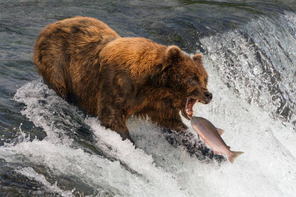 istock Bear about to catch salmon in mouth 2140475524