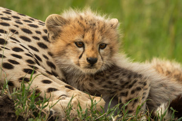 istock Cheetah cub lies snuggling up with mother 2140479739
