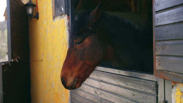 The brown horse is looking out of the stable window.