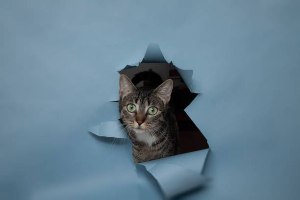 istock Curious cat peeking from ripped blue paper backdrop 2140488905