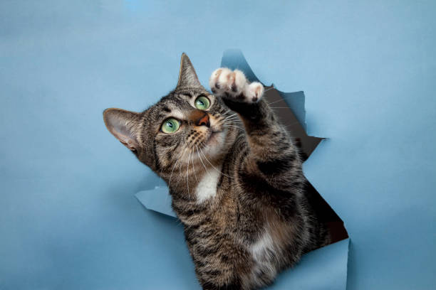 istock Curious cat looks up from a hole in a wall 2140488910