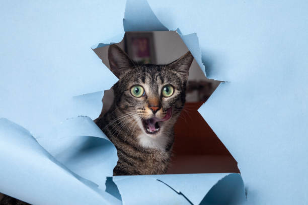 istock Cat peeks through paper hole, making eye contact with camera 2140488940