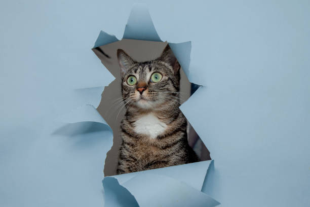 istock Curious cat peers through a blue hole in paper cutout 2140489419