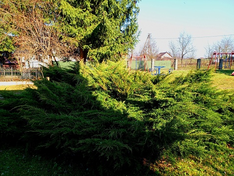 A large green thuja bush in the yard near the house in spring. A green decorative bush on the playground.