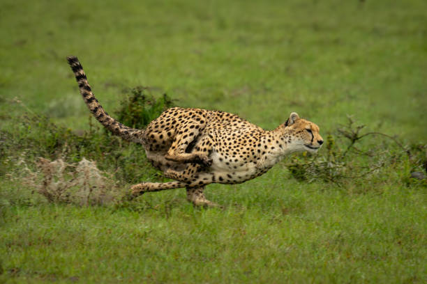 istock Female cheetah races through puddles in savannah 2140496418
