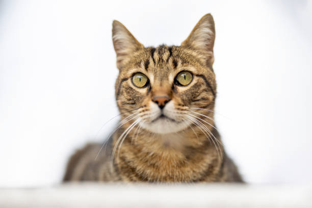 istock Stray cat on the street 2140497517