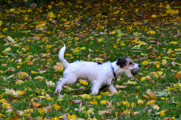 Dog running with a ball in his mouth