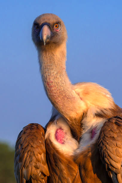 istock Eurasian Griffon Vulture 2140504468