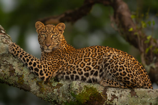 istock Leopard lies on branch looking for prey 2140507707