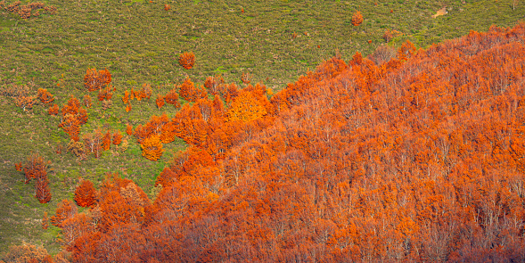 Hayedo de la Pedrosa Natural Protected Area, Beech Forest Autumn Season, Fagus sylvatica, Riofrío de Riaza, Segovia, Castilla y León, Spain, Europe